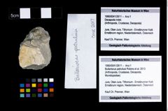Foto (Objekt + Etikett) von Bullariscus patruliusi (Robins et al., 2013)  (NHMW-GEO-1990-0041-2611)